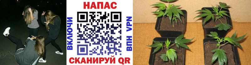 купить наркотики сайты  Новомичуринск  Бошки Шишки MAZAR 